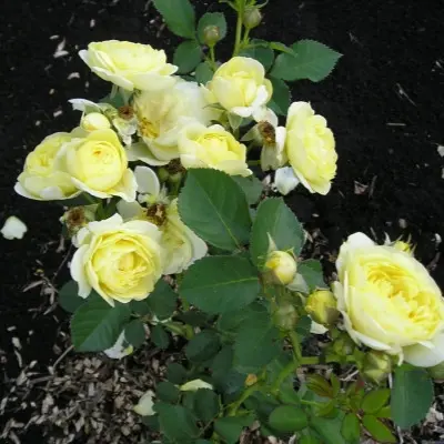 golden-border-7-375230