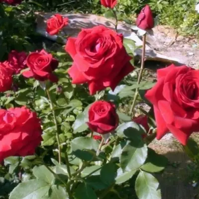 grand-amore-4-378379