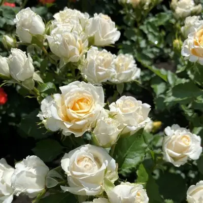 hanimilk-8-395921