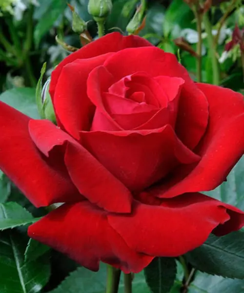 ingrid-bergman-2-381476