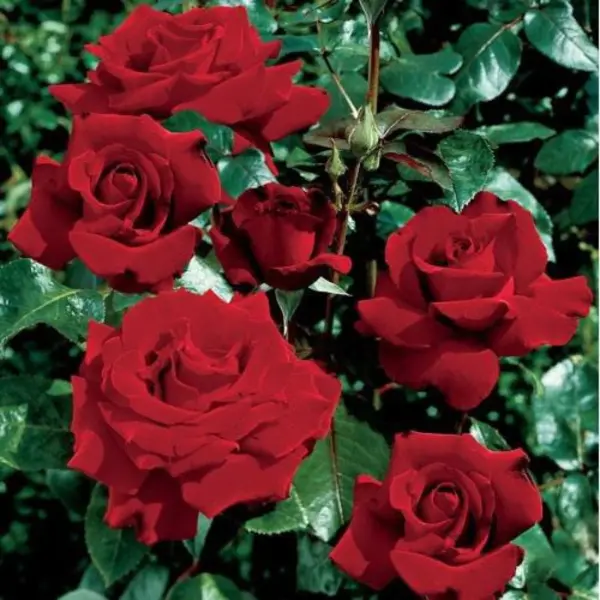 ingrid-bergman-4-381476