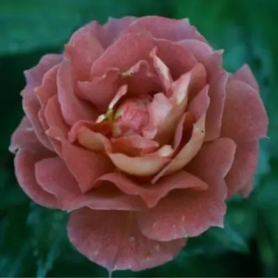 iris-vebb-2-372264