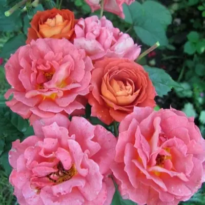 iris-vebb-main-372264