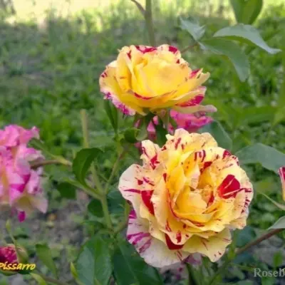 kamil-pissarro-6-385282
