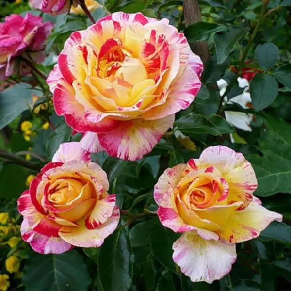 kamil-pissarro-main-385282
