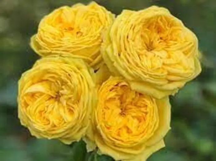 katalina-1-394727