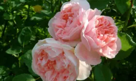 ketrin-morli-1-399514