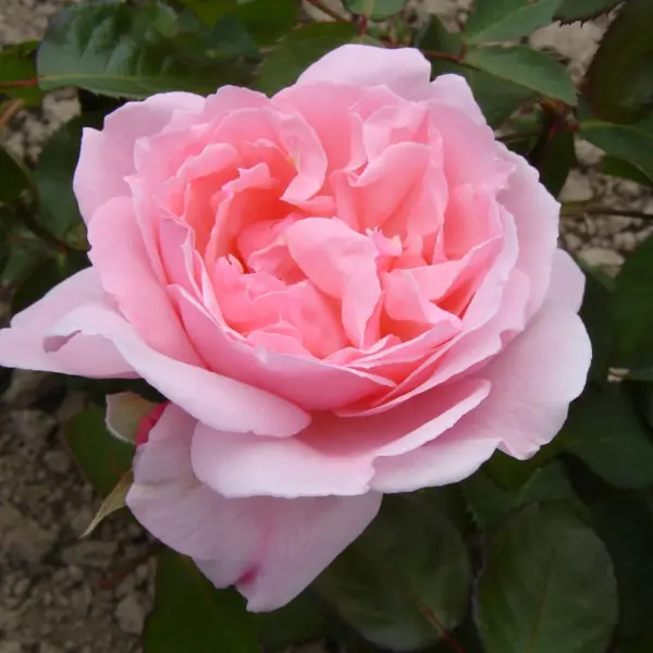 ketrin-morli-6-399514