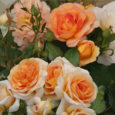 kokard-5-377444
