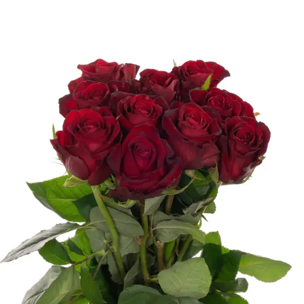 kon-amore-1-393516