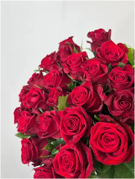 kon-amore-3-393516