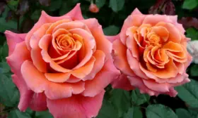 kopper-layt-3-394807