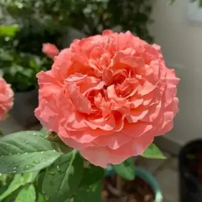 korall-zhele-6-391050