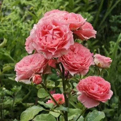 korall-zhele-9-391050