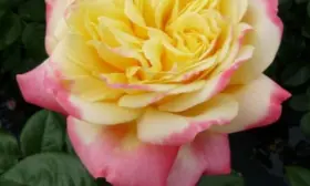 kordes-yubiley-4-396777