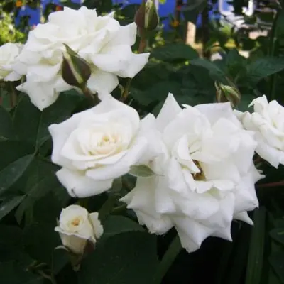 korsnoda-7-381847