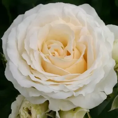 kosmos-main-374000