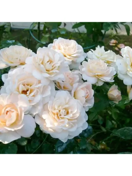 kristal-palas-2-392223