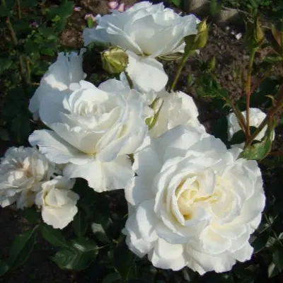 kristal-palas-5-392223