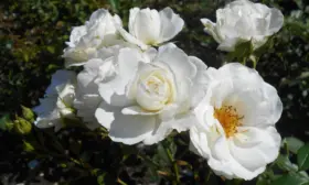 kristall-2-397760