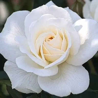 kristall-3-397760