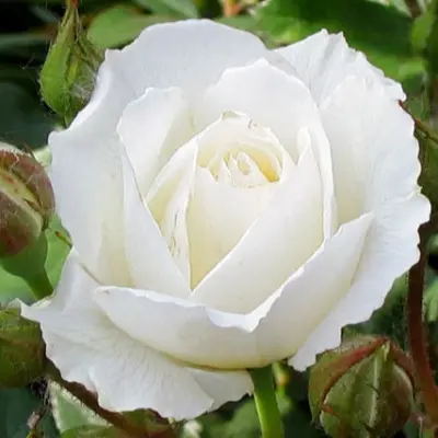 kristall-4-397760