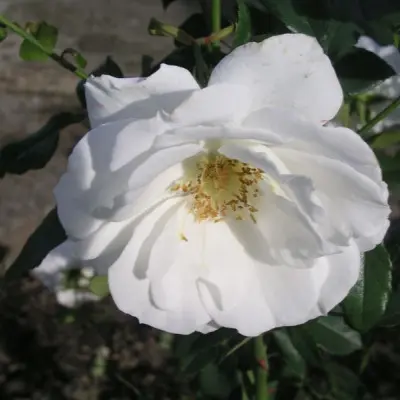 kristall-6-397760