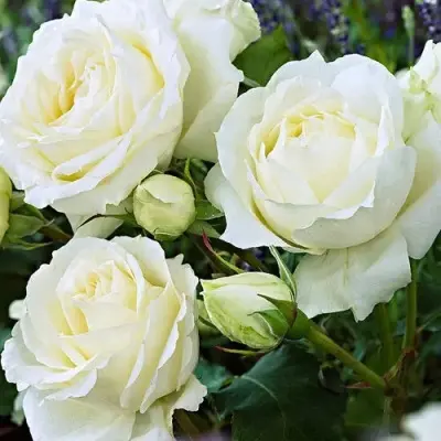 kristall-7-397760