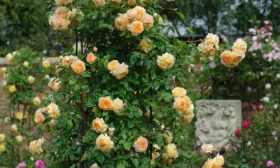 kroun-printsessa-margaret-1-399555