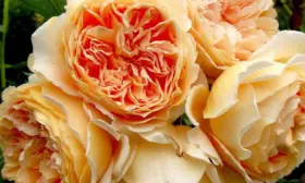 kroun-printsessa-margaret-3-399555