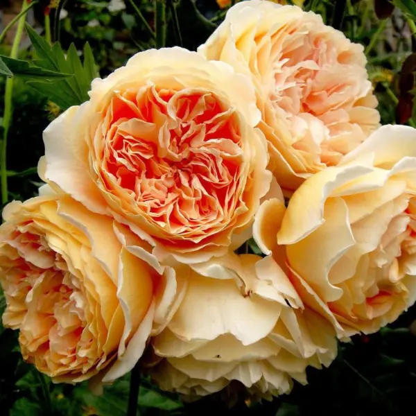 kroun-printsessa-margaret-3-399555