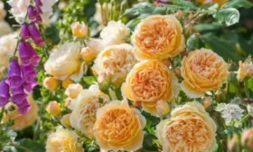 kroun-printsessa-margaret-4-399555