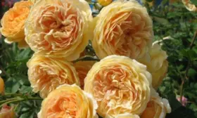 kroun-printsessa-margaret-5-399555