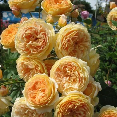 kroun-printsessa-margaret-5-399555