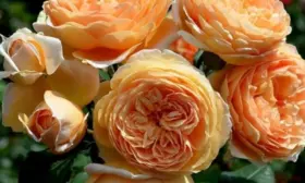 kroun-printsessa-margaret-6-399555