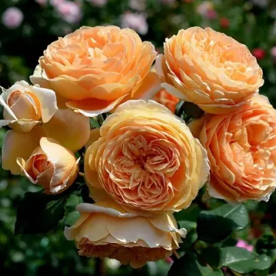 kroun-printsessa-margaret-6-399555