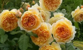 kroun-printsessa-margaret-main-399555