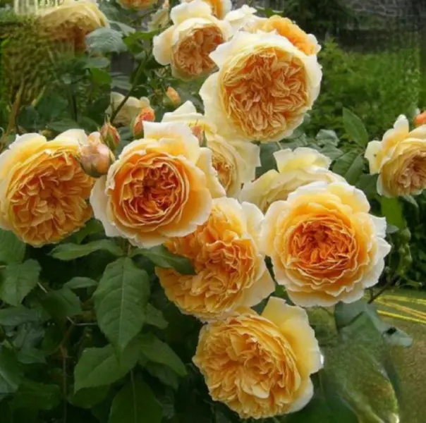 kroun-printsessa-margaret-main-399555
