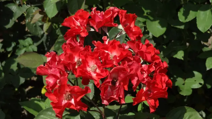 la-rossa-1-375001