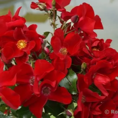 la-rossa-3-375001