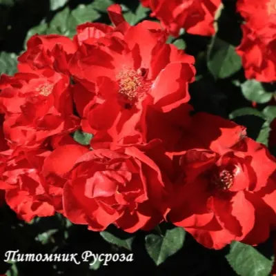 la-rossa-5-375001