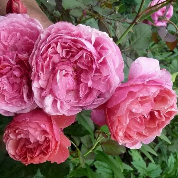 ladyure-2-392442