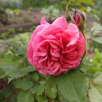 ladyure-5-392442