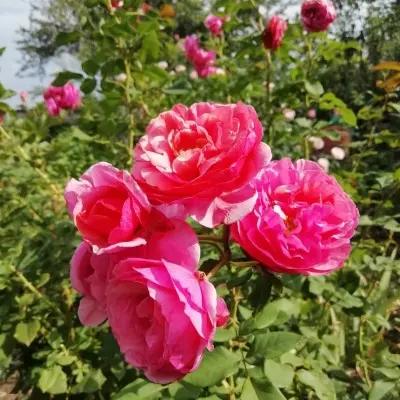 ladyure-7-392442