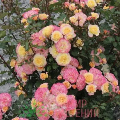 landlust-3-381575