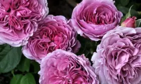 lavender-vaza-1-396418