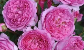 lavender-vaza-2-396418