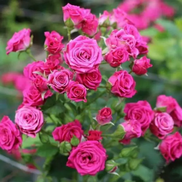 lavli-lidiya-1-392483