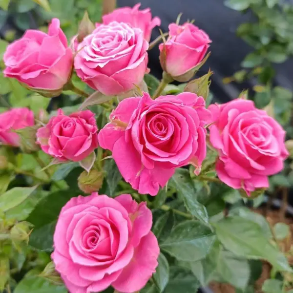 lavli-lidiya-4-392483