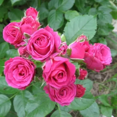 lavli-lidiya-5-392483